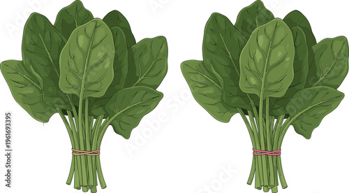 Fresh spinach bunches with green leafy vegetables, organic healthy food vector illustration isolated for cooking, nutrition, and farm produce design
