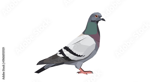 Pigeon bird isolated on white background, side view, urban wildlife