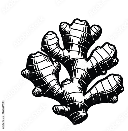 Vector of ginger root displaying its natural texture and distinctive shape