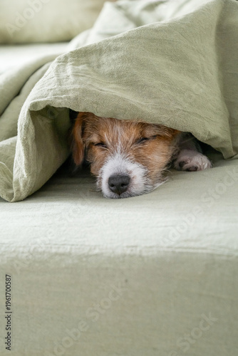 Terrier dog sleeping under green cover in bed.