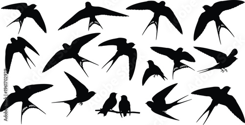 Swallow bird silhouette collection, flying and perched swift vector set isolated on gray background for wildlife, tattoo and design projects