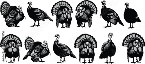 Turkey Illustration Set, Wild and Domestic Thanksgiving Bird Collection Detailed Vintage Engraving Style Vector Isolated on White Background for Farm and Holiday Design