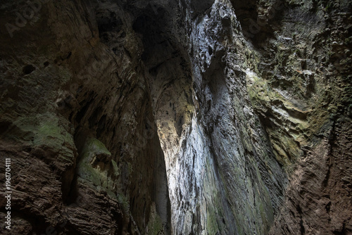 tree in the cave
