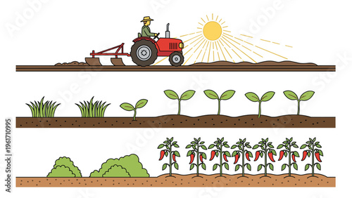 Agricultural cycle illustration showing tractor plowing field, plant growth stages, and final harvest of red peppers under the sun.