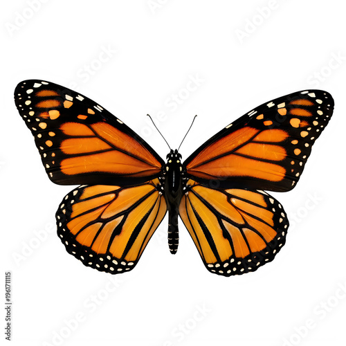 A monarch butterfly with open wings isolated on white background