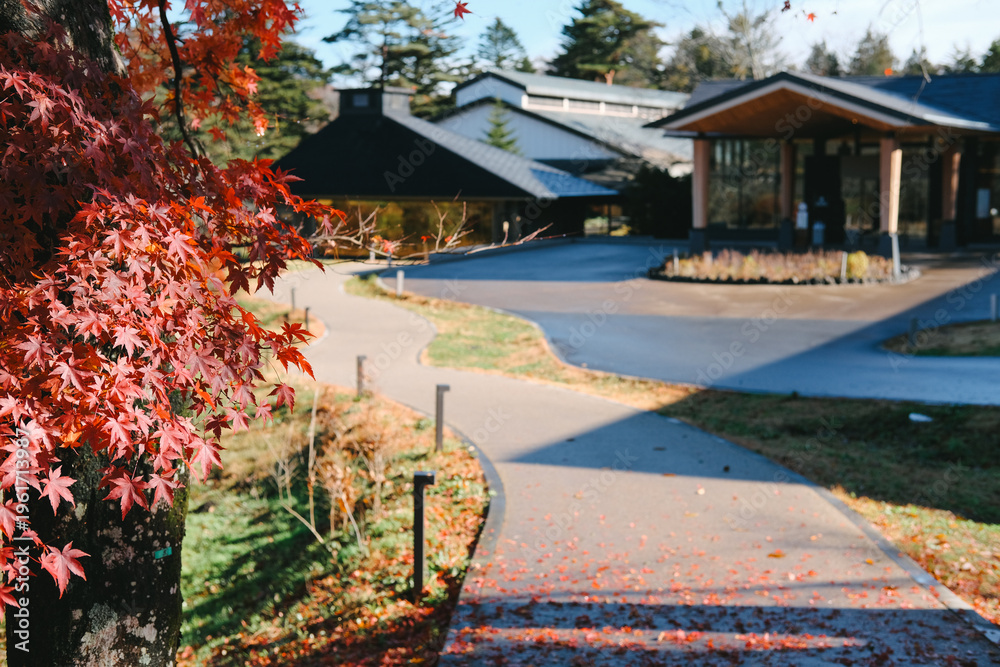 Obraz premium Scenic winding pathway through vibrant red maple trees in autumn at Karuizawa, Japan.