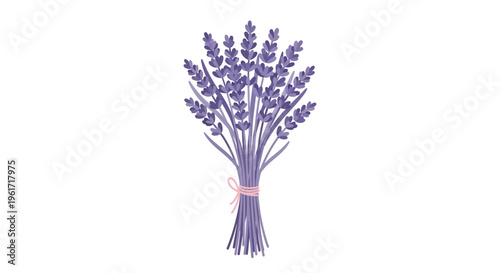 Lavender bouquet tied with pink ribbon, isolated on white background, illustration