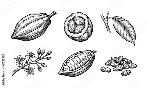 Vintage cacao elements set. Hand drawn cocoa pod, beans, leaf, and flowers. Engraved botanical illustration for chocolate packaging, menu, or branding. Black and white vector.