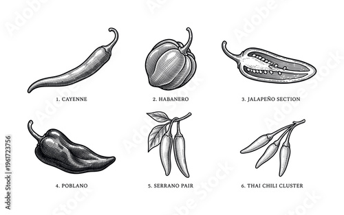 A collection of various chili pepper types like cayenne and habanero. Hand-drawn in a vintage, botanical engraving style. Perfect for menus, packaging, or spicy food concepts.