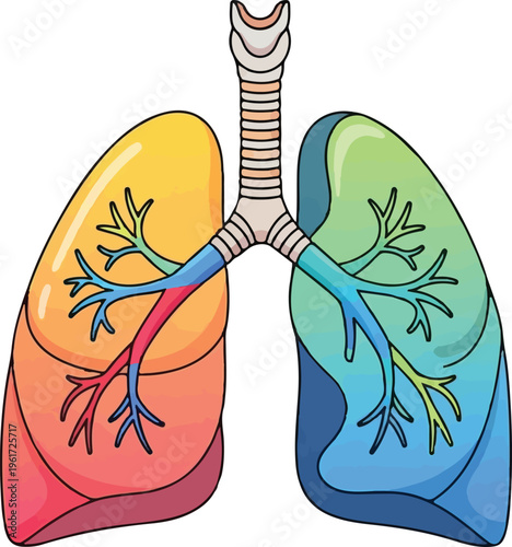 A colorful anatomical illustration of human lungs featuring a stylized trachea and bronchi design