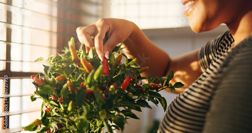 Hands, woman and smile with plant in kitchen for growth, fresh produce and indoor gardening. Happy, female person and houseplant for homegrown chilli, organic vegetable and hobby for sustainable food