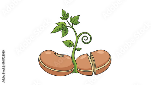 Germinating seed with a green sprout and leaves growing from an open bean shell illustrates the stages of plant life and development.