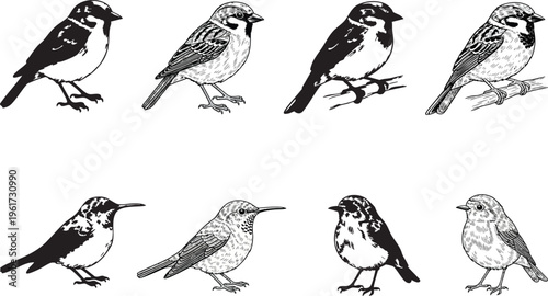 Birds sketches: A collection of meticulously detailed sketches showcasing an assortment of avian species, each captured with precision and artistic flair. Capturing nature's charm and grace.