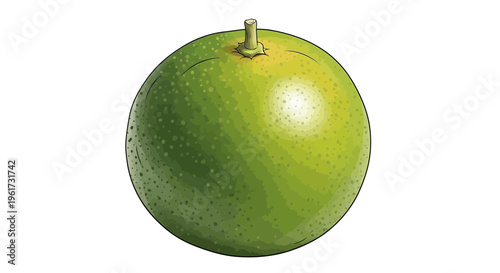 Green Melon Fruit Isolated on White Background