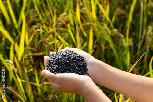 A little girl's hands holding black rice in a rice field in autumn