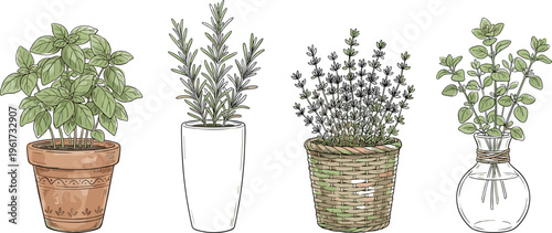 Potted Culinary Herb Plants Illustration Set with Basil, Rosemary, Thyme, and Oregano in Decorative Pots for Kitchen Garden, Organic Cooking, and Botanical Designs