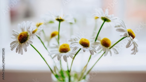 daisies. Fresh daisies in a simple vase with soft green stems, bathed in natural daylight. gardening catalogs, home-decor guides, designed for home decor and floral branding.
