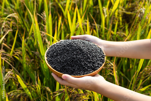 A little girl's hands holding a dish of black rice in a rice field in autumn