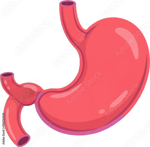 Anatomical illustration of a healthy human stomach, showing its shape and connections to the esophagus and small intestine.