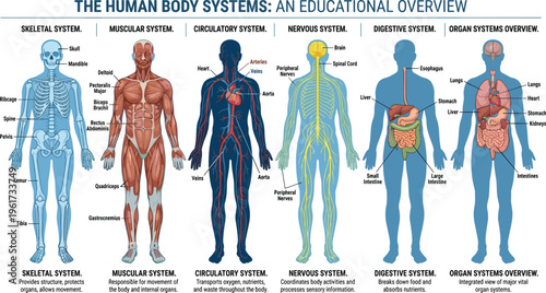 Human body systems, skeletal, muscular, circulatory, nervous, digestive, organ overview, anatomy diagram, medical illustration, biology education, science chart, flat vector illustration