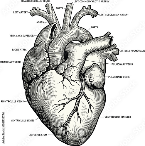 Detailed anatomical illustration of human heart labeled arteries veins cardiovascular system medical diagram biology education science vector artwork