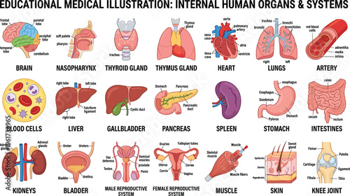 Comprehensive anatomical illustration of internal human organs systems labeled medical diagram biology education science physiology health vector artwork