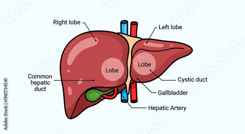 Detailed diagram of the human liver showing its lobes, ducts, gallbladder, and associated blood vessels.