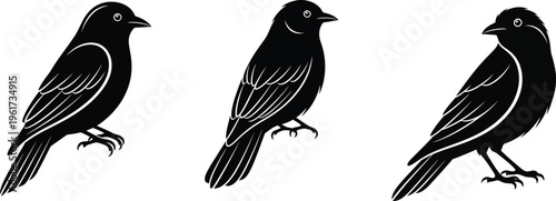 Silhouette Bird Trio: A trio of elegantly silhouetted birds perches gracefully, their forms standing out with striking contrast. A testament to nature's inherent beauty and simplicity.