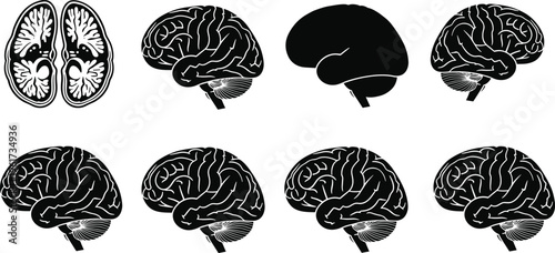 Human brain icons, anatomy vector illustration, neuroscience silhouette design, medical graphic symbol, cognitive science art, educational biology diagram set