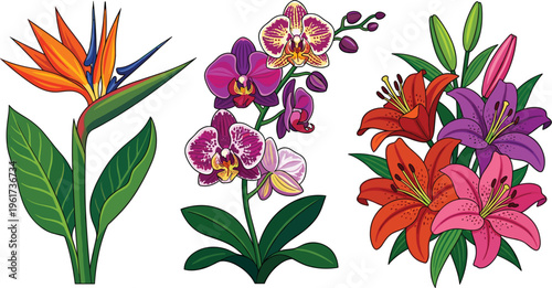 Tropical Flower Collection Featuring Bird of Paradise, Orchid, and Lily Blossoms with Lush Leaves for Botanical, Floral, and Garden Design Projects