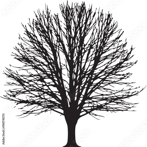 Bare tree silhouette, black tree icon, winter tree vector, deciduous tree outline