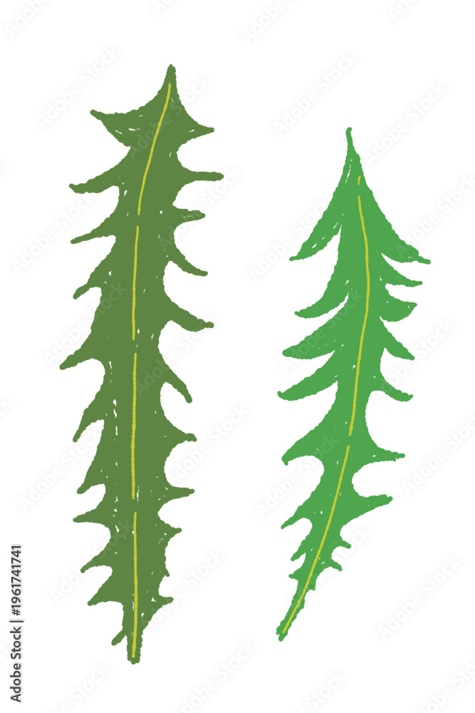 Obraz premium Pair of Green Dandelion Leaves