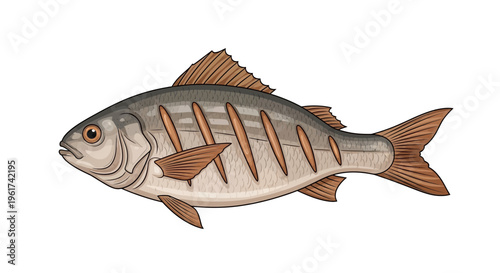 Grilled Fish Illustration