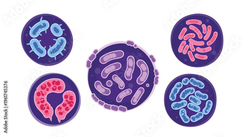 Collection of different types of bacteria and microbes shown in circular petri dishes illustrating laboratory research and clinical microbiology science.