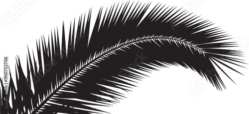 Black palm leaf, tropical palm tree, vector silhouette, palm frond
