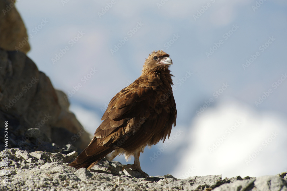 Fototapeta premium A juvenile mountain caracara - Phalcoboenus megalopterus - in the high Andes in Southern Peru. Still a juvenile it is mostly brown