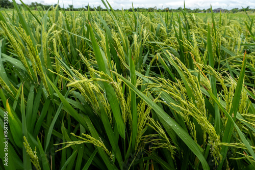Rice plants that are bearing grains in the rice field