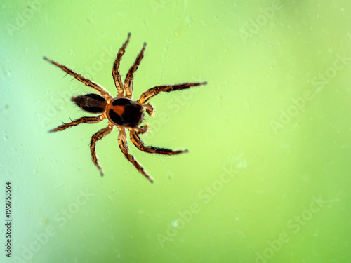 Plexippus petersi is a species of jumping spider on the glass window