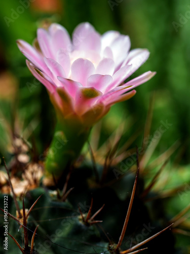 Gymnocalycium Cactus flower close-up pink color delicate petal