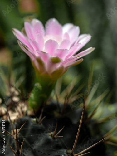 Gymnocalycium Cactus flower close-up pink color delicate petal