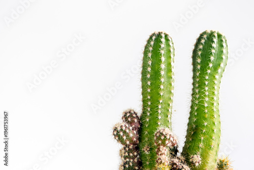 Small bud of cactus growing from a big cactus stump