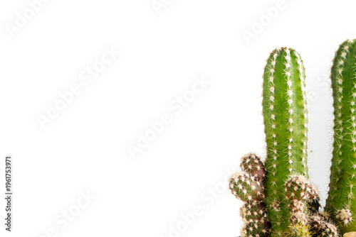 Small bud of cactus growing from a big cactus stump