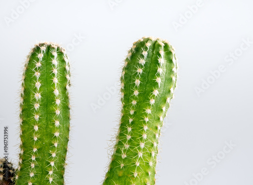 Small bud of cactus growing from a big cactus stump