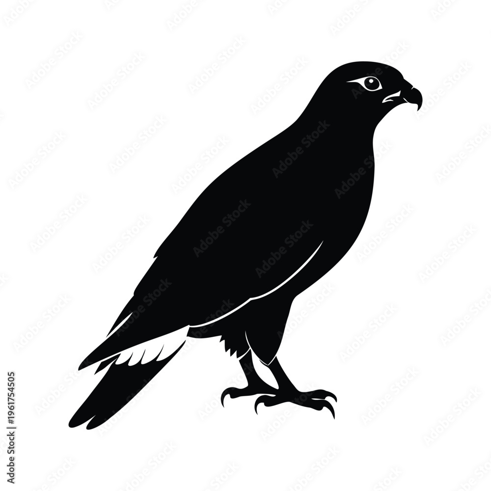 Fototapeta premium Black and white silhouette of a raptor bird standing on one leg, detailed vector illustration, hawk silhouette vector illustration