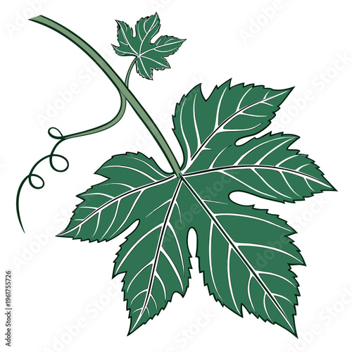 A green leafy vine with a long stem