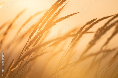 Wild grass in a summer forest against the sky at sunrise. Beautiful summer nature background.