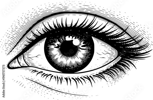 Human Eye Detailed Line Art Illustration for Beauty Design, Makeup Reference, Anatomy Study and Educational Use
