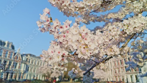 European Dutch garden tree flowers blossoming in the spring season in the city town of Netherlands, daytime golden hour scenery with natural loutdoors light sunshine, beautiful view of the park