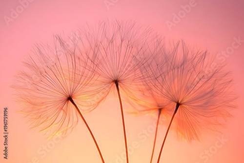 Three delicate dandelion seed heads stand gracefully against a soft, pastel pink sunset sky