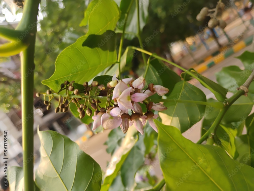 Fototapeta premium Millettia pinnata Flowers and leaves, also known as Pongamia pinnata and commanly in india known as Indian beech, Pongam oiltree/Vange Mara